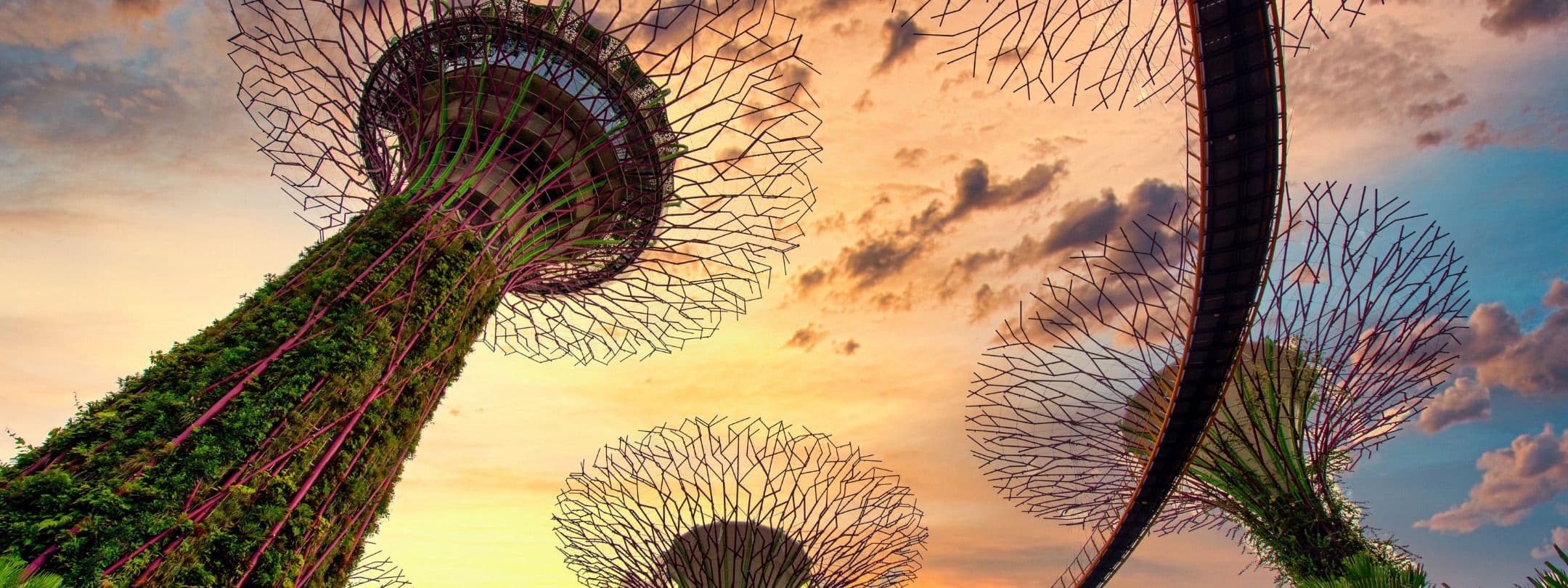 Futuristic Supertrees covered in greenery rise against a vibrant sunset sky in Singapore.
